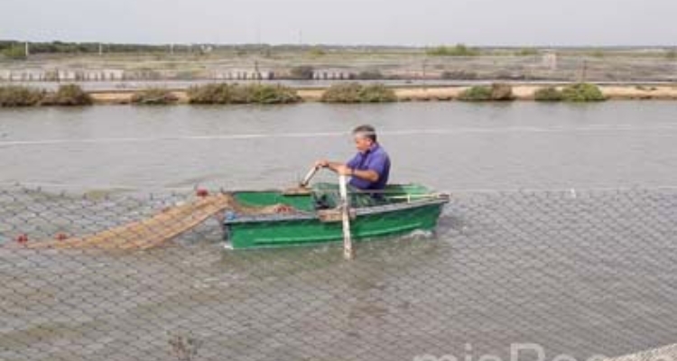pescado_estero_despesque