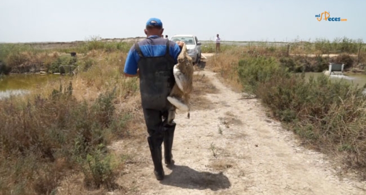 pescador-estero-sevilla
