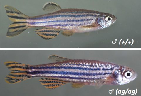 pez-cebra-danio-rerio-csic