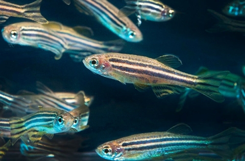 Pez cebra (Danio rerio), Universidad de Oregón