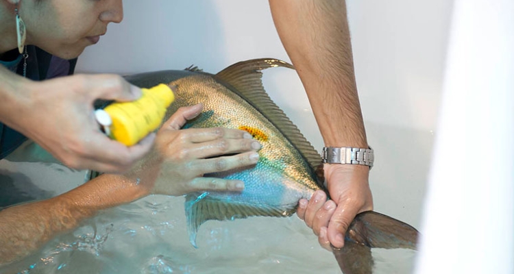 pez-limon-curando-gia-ecoaqua-760
