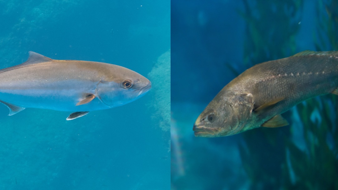 Pez limón vs Corvina