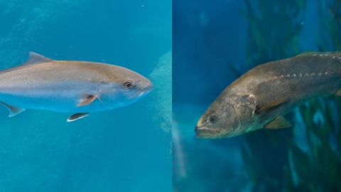 Pez limón vs Corvina
