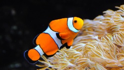 Study highlights the benefits for clownfish of natural astaxanthin for pigmentation and fish health
