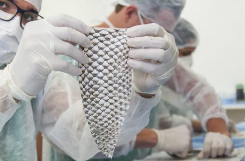Proyecto Piel de Tilapia