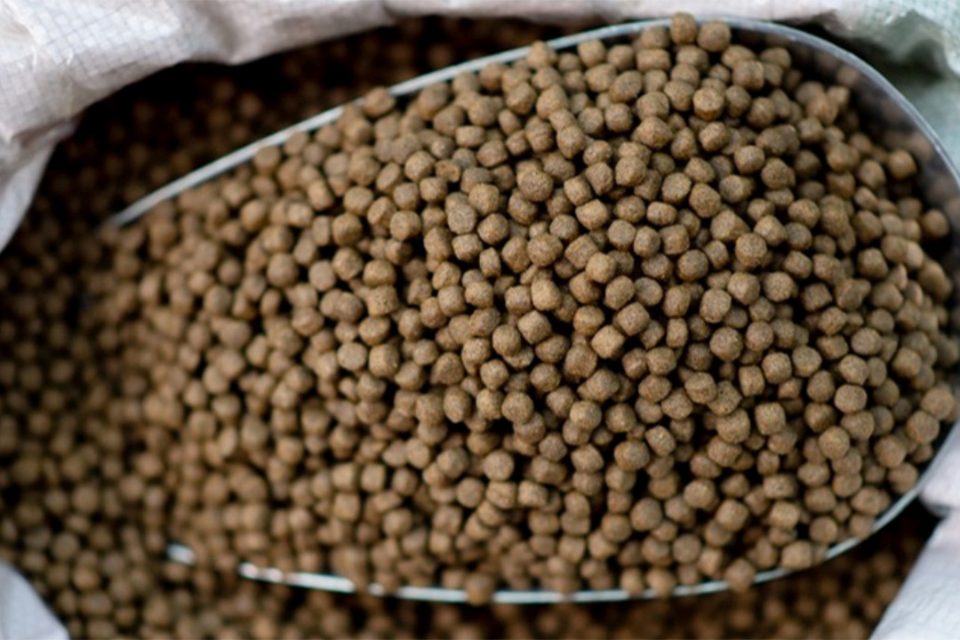 Pienso proteína unicelular saco