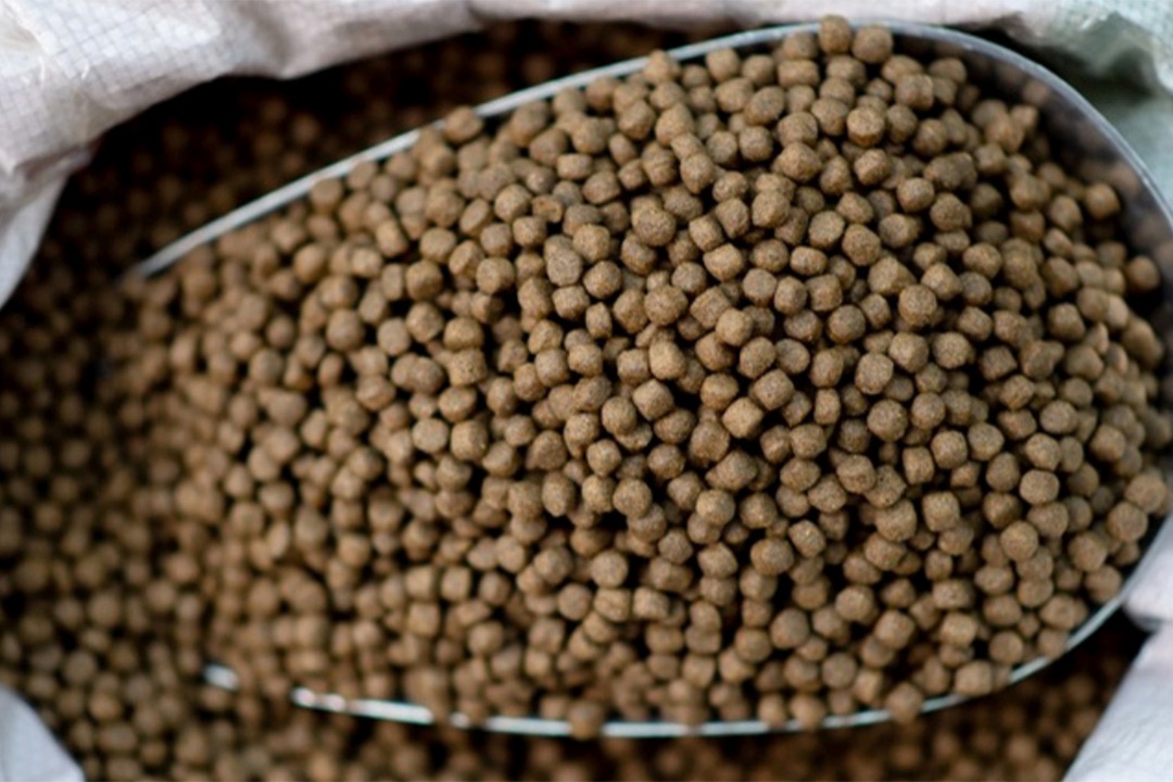 Pienso proteína unicelular saco