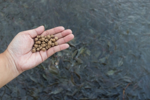 mano con pienso en gránulos con fondo peces