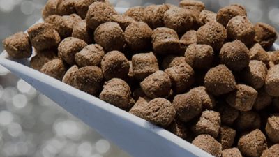 Stiamo misurando male la sostenibilità dei mangimi per l’acquacoltura?