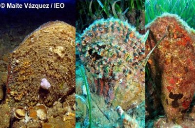 Un cruce de nacra y mejillón espinoso da lugar a un híbrido resistente al parásito haplosporidiano