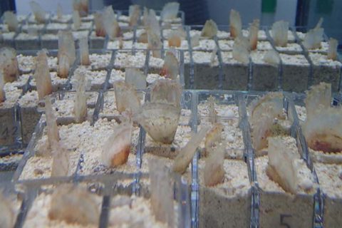 pinna-nobilis-imedmar-ucv