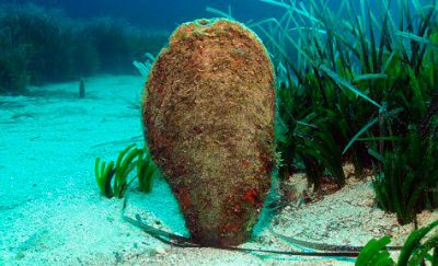 ¿Y si la nacra no estuviera muriendo como consecuencia del protozoo Haplosporidio? La USC tiene otra hipótesis