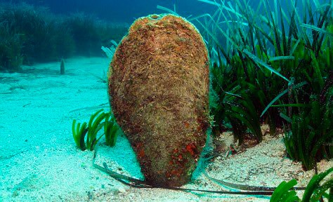 pinna-nobilis-nacra pinna-nobilis-nacra