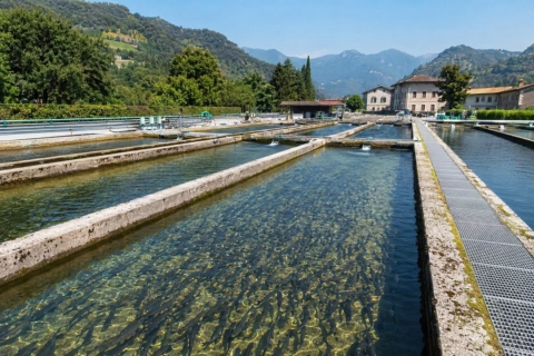Piscicoltura trota Nord Italia