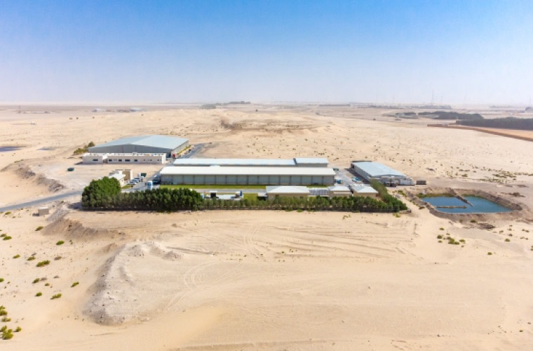 Emiratos Árabes Unidos, piscicultura en el desierto Emiratos Árabes Unidos, piscicultura en el desierto