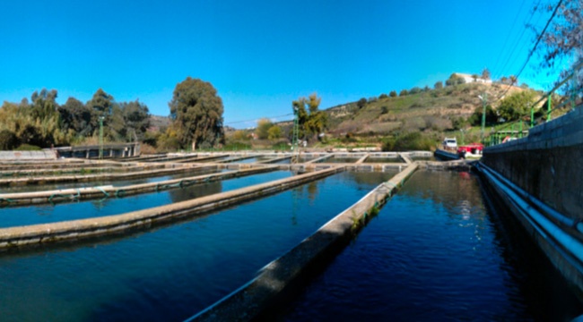 piscifactoria-caviar-riofrio-loja