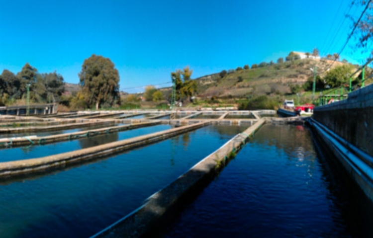 piscifactoria-caviar-riofrio-loja piscifactoria-caviar-riofrio-loja