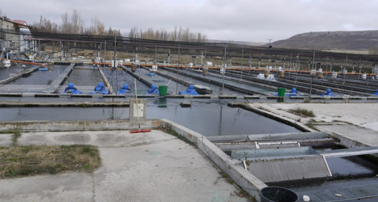piscifactoria-fuenteduenas-segovia