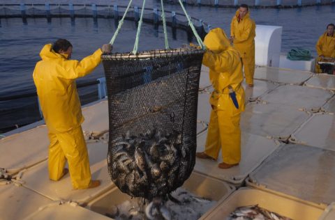 Cosecha en Piscifactoría del Mediterráneo