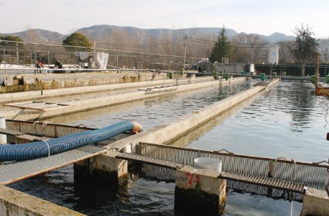 Piscifactoría Santa Ana de Alfarrás