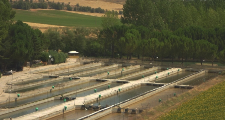 piscifactoria-trucha-alcarria-2