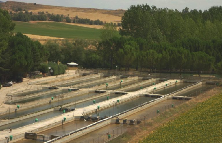 piscifactoria-trucha-alcarria-2