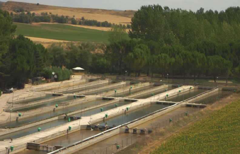 piscifactoria-trucha-alcarria-2