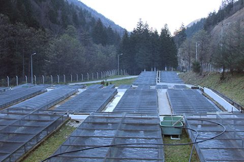 piscifactoria-trucha-turquia