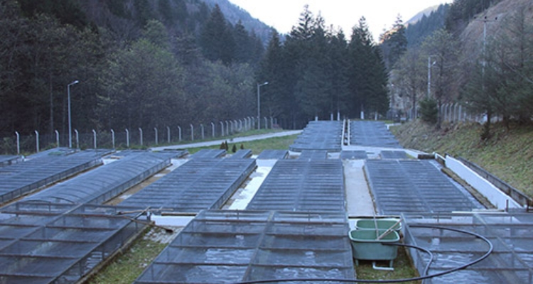 piscifactoria-trucha-turquia