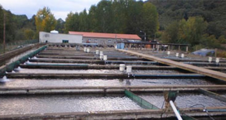 piscifactoria-trucha