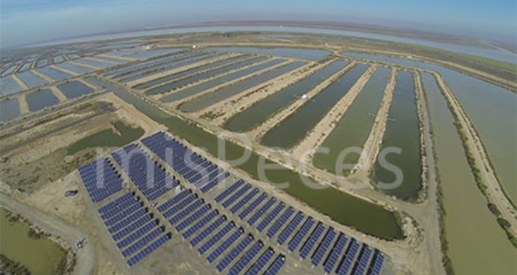 pistresa-huerto-solar-trebujena