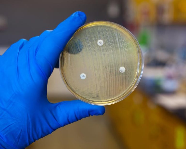 placa-petri-bacterias
