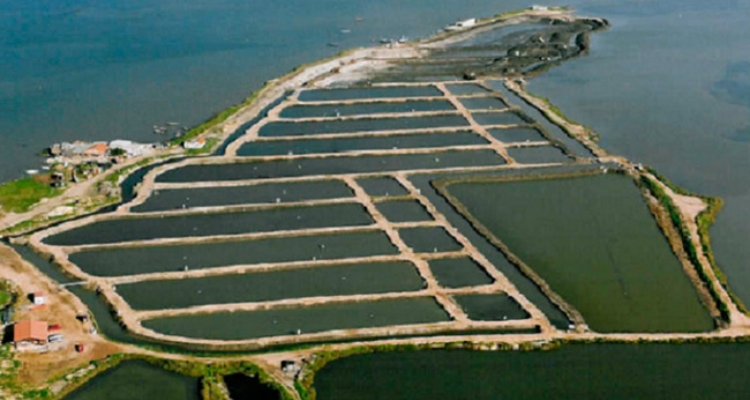 plano-estrategico-estuario-formosa-portugal