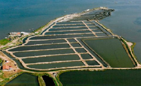 plano-estrategico-estuario-formosa-portugal