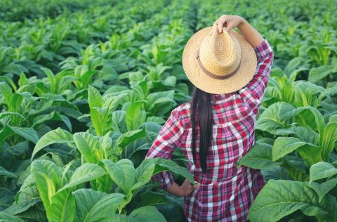 Plantación de tabaco