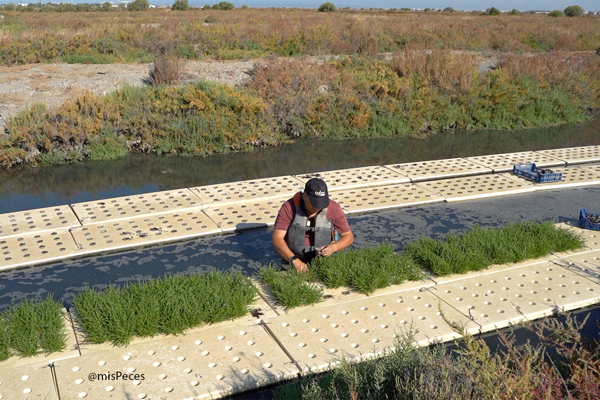 Siembra de salicornia en los esteros |@misPeces