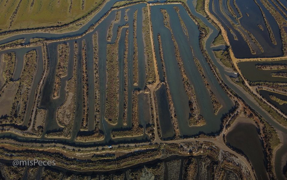 Parque Natural de la Bahía de Cádiz - estero