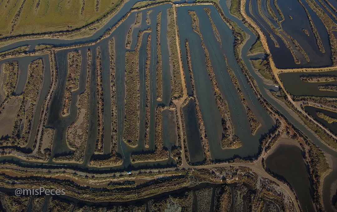 Parque Natural de la Bahía de Cádiz - estero