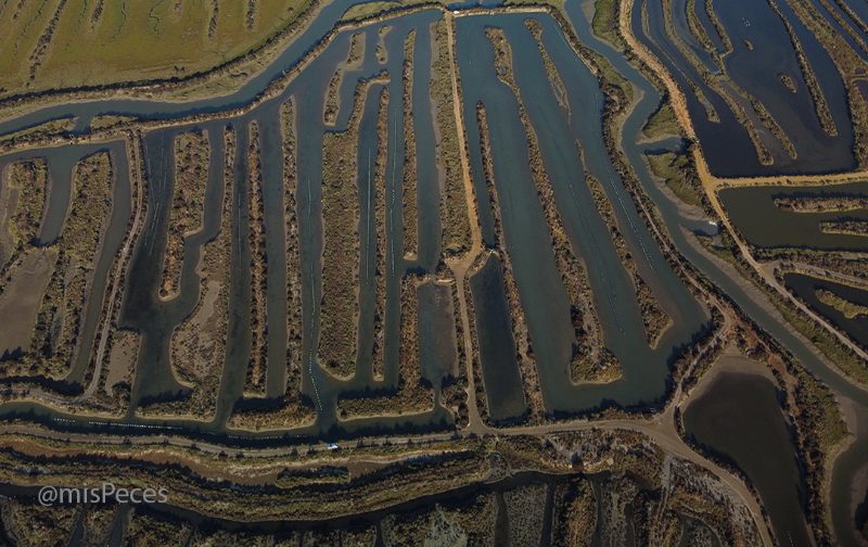 El Tribunal de Cuentas Europeo detecta falta de criterios comunes para compatibilizar usos como la acuicultura con las zonas marinas protegidas
