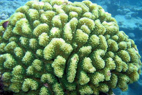 pocillopora-meandrina-noaa-fisheries