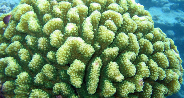 pocillopora-meandrina-noaa-fisheries pocillopora-meandrina-noaa-fisheries