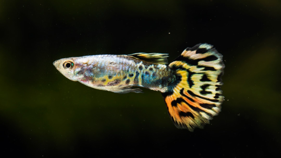Poecilia reticulata, molly fish Poecilia reticulata, molly fish