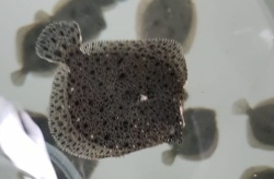 Las características de la gelatina de la piel de rodaballo permiten pensar en aplicaciones industriales
