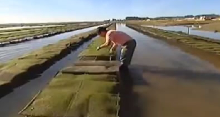 ponchones_ostras_portugal_ria_formosa