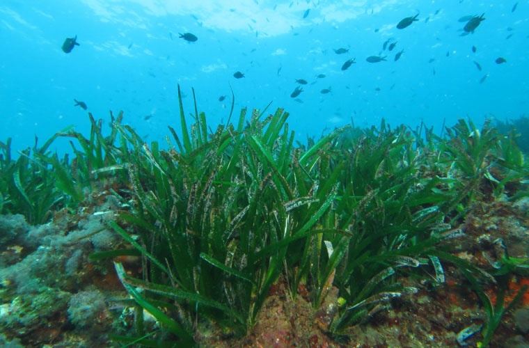 Posidonia oceanica Posidonia oceanica