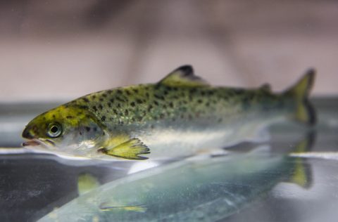 Postsmolt Salmón en NOFIMA