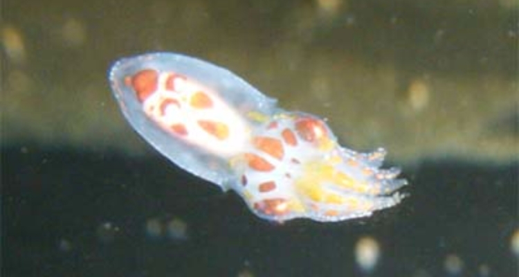 postlarva-pulpo-45dias-gia-ulpgc