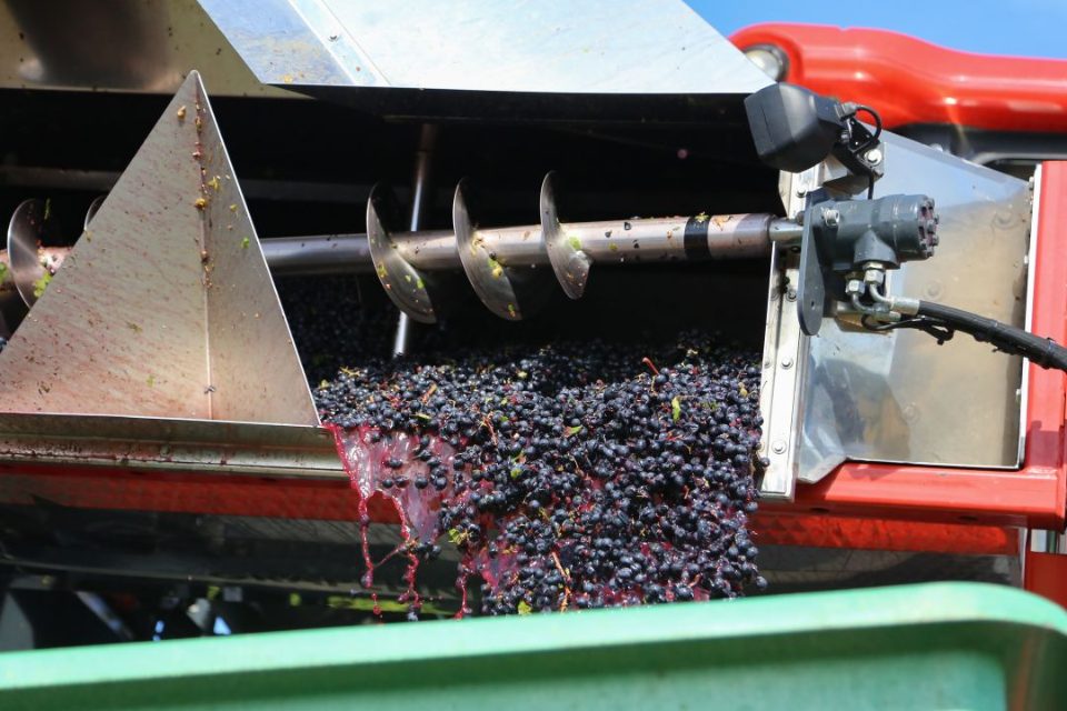 Proceso elaboración del vino