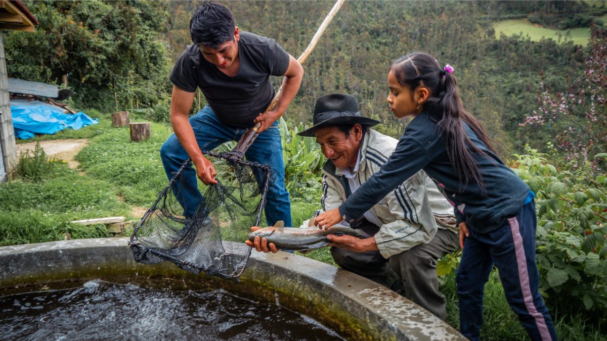 Productores de trucha en Latinoamérica