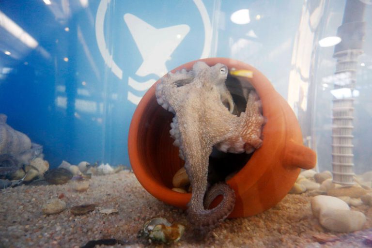 pulpo de acuicultura de Pescanova en Conxemar